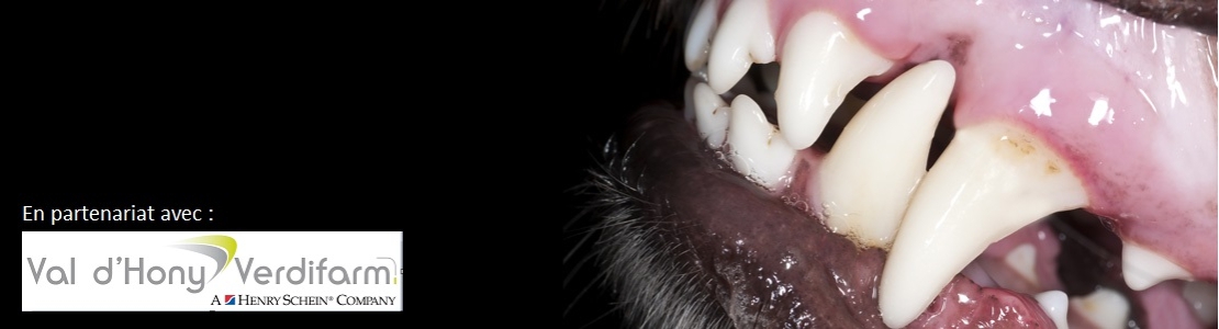 Cycle en Dentisterie du chien et du chat