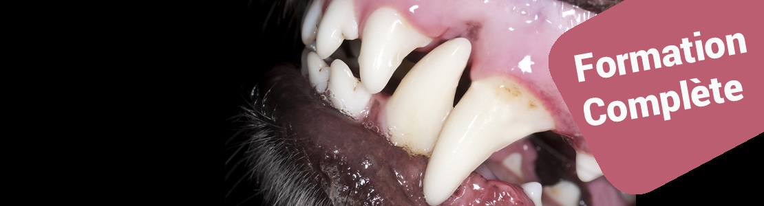 Cycle en Dentisterie du chien et du chat - Edition 3