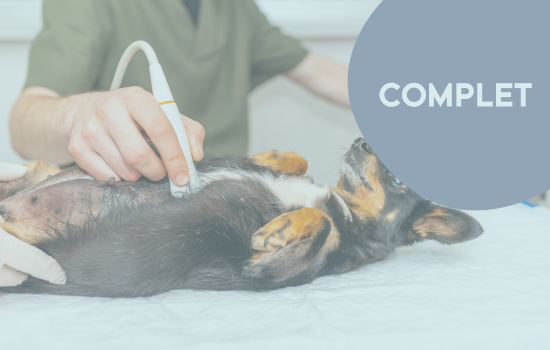 ID1081 - Parcours Didactique en Échographie Abdominale du Chien et du Chat - Édition 25	