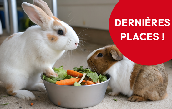 ID1134 - En NAC&rsquo;tion ! Cycle de m&eacute;decine interne et chirurgie des nouveaux animaux de compagnie (module : Lapins et rongeurs)