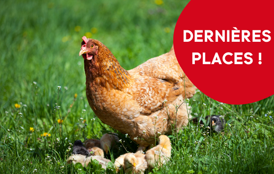 ID1135 - En NAC&rsquo;tion ! Cycle de m&eacute;decine interne et chirurgie des nouveaux animaux de compagnie (module : Poules)