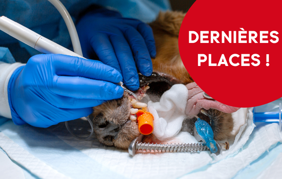 ID1150 - Cycle en dentisterie du chien et du chat - &eacute;dition 8
