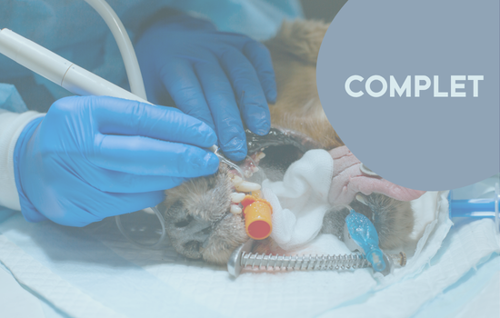 ID1150 - Cycle en dentisterie du chien et du chat - &eacute;dition 8