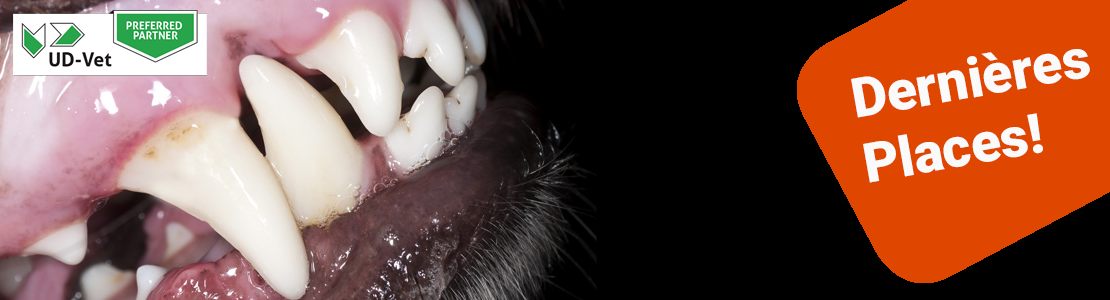 Cycle en Dentisterie du chien et du chat - Edition 6