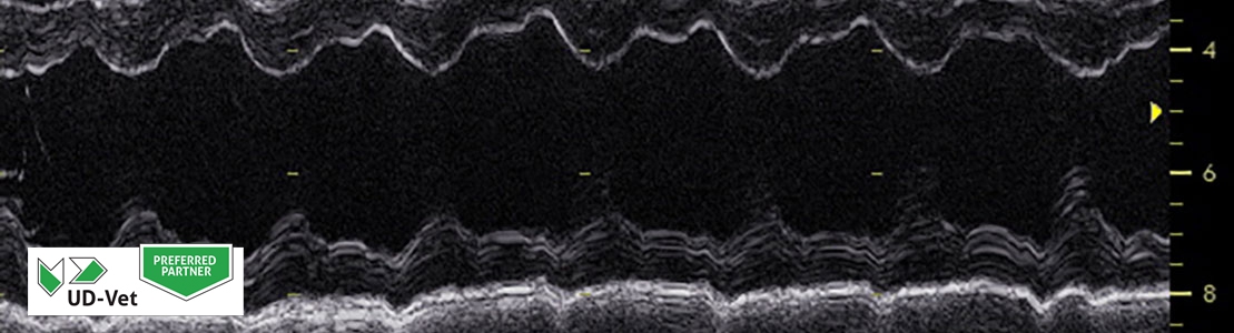 Didactisch parcours echocardiografie bij kleine huisdieren - Editie 4